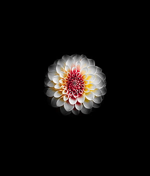 White Dahlia with Red and Yellow Center on Black Background HD phone wallpaper