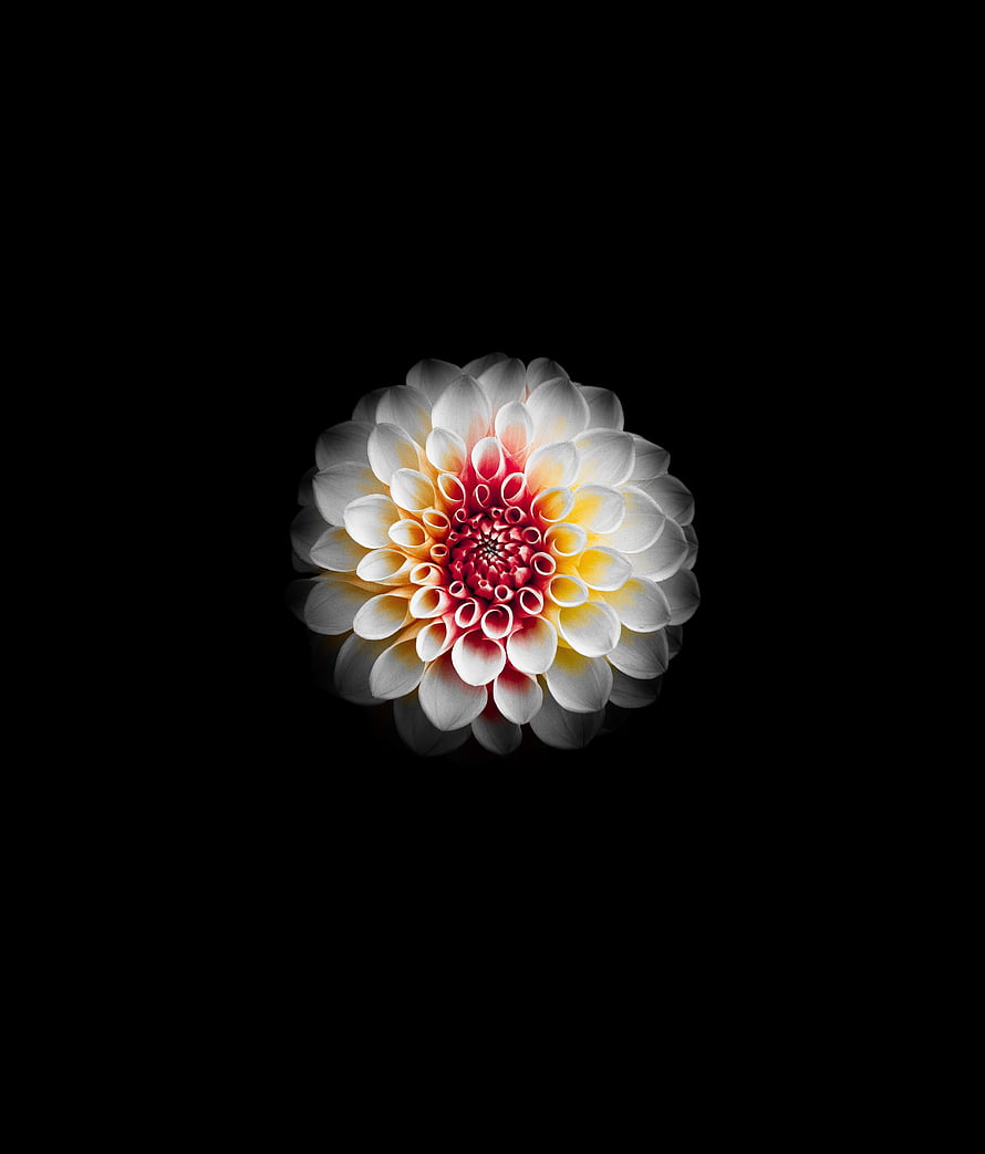 White Dahlia with Red and Yellow Center on Black Background HD phone wallpaper