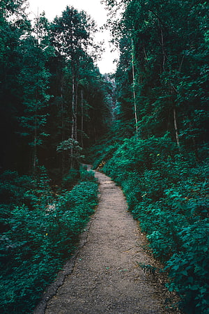Serene Forest Trail Winding Through Dense Green Undergrowth and Tall Trees HD phone wallpaper