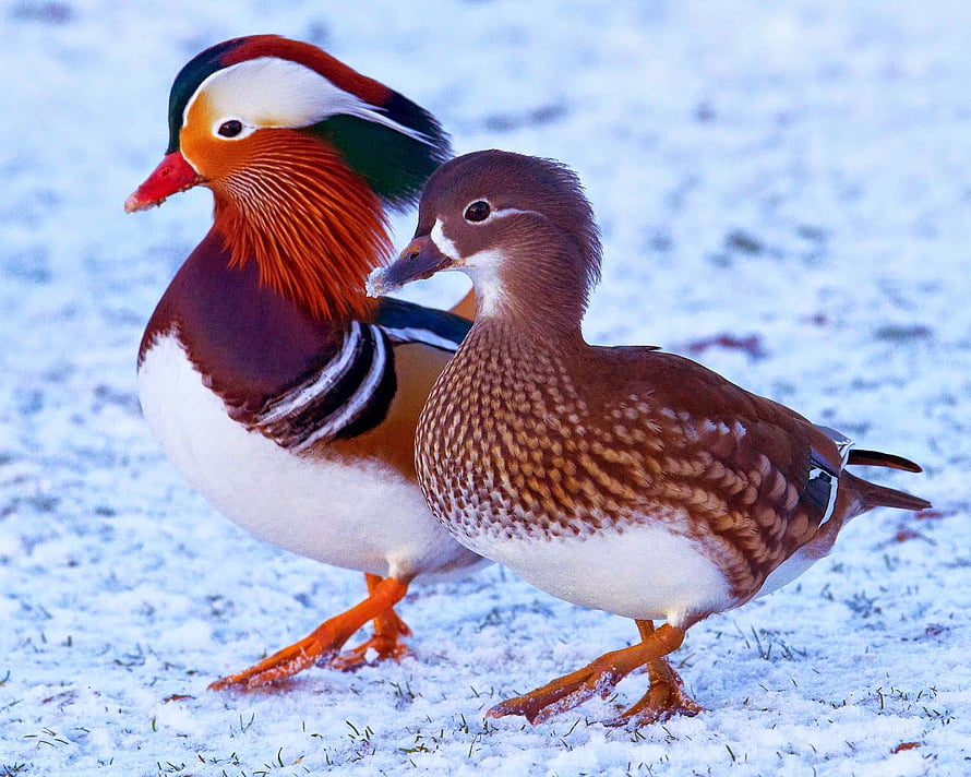 Male and Female Mandarin Ducks Standing Together on Snowy Ground HD wallpaper