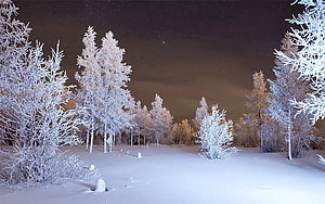 Frost-covered pine forest under a starry night sky with soft moonlight HD wallpaper