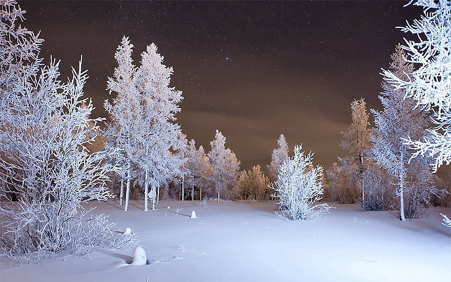 Frost-covered pine forest under a starry night sky with soft moonlight HD wallpaper