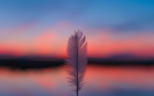 Single Feather Silhouette Against Vibrant Sunset Sky Over Calm Water HD wallpaper