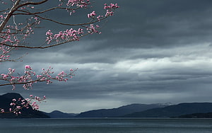 Pink cherry blossoms framing a moody lake landscape under dark storm clouds HD wallpaper