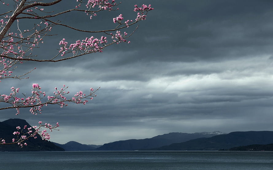 Pink cherry blossoms framing a moody lake landscape under dark storm clouds HD wallpaper