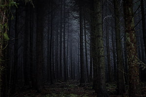 Eerie Misty Pine Forest with Tall Dark Trunks and Gloomy Atmosphere HD wallpaper