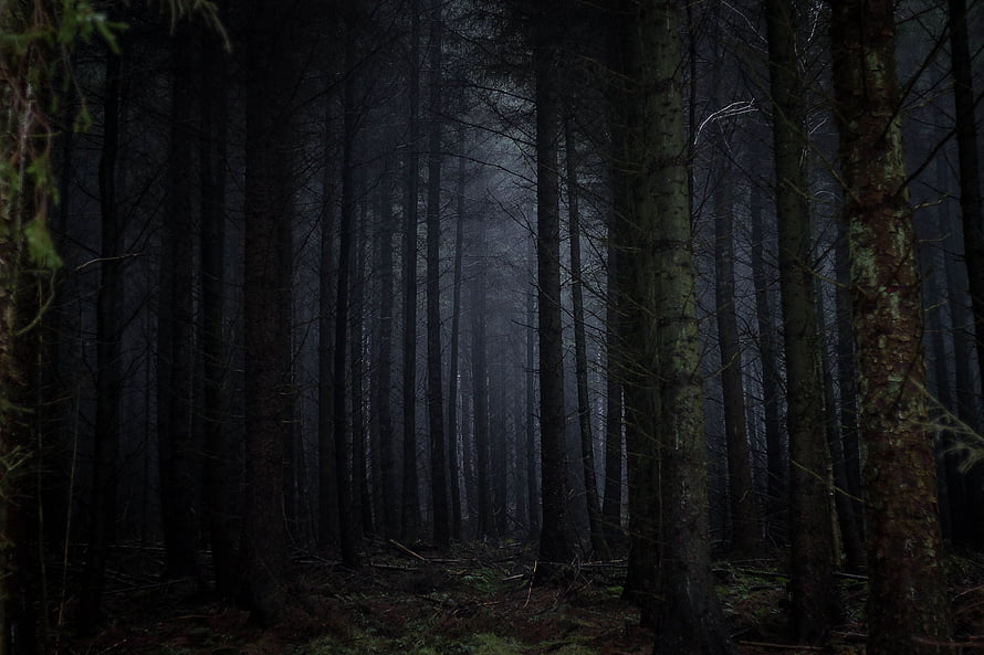 Eerie Misty Pine Forest with Tall Dark Trunks and Gloomy Atmosphere HD wallpaper