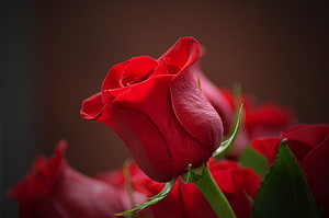 Vibrant Red Rose Bud in Close-Up Against a Dark Background HD wallpaper