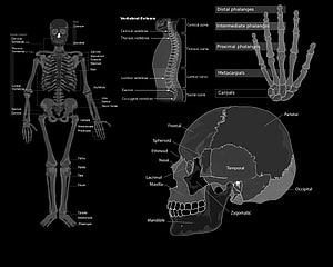 Anatomical Human Skeleton Diagram with Labeled Bones and Skull Structure, Medical, Medical Laptop HD wallpaper