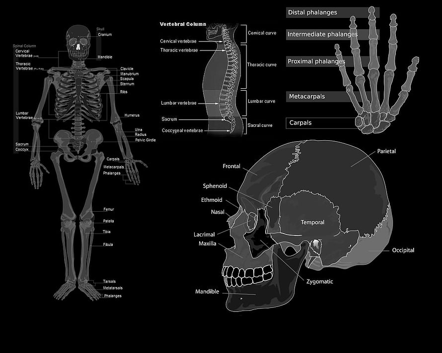 Anatomical Human Skeleton Diagram with Labeled Bones and Skull Structure HD wallpaper