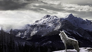 Lone Wolf Standing on Snowy Ridge Against Dramatic Mountain Peaks HD wallpaper