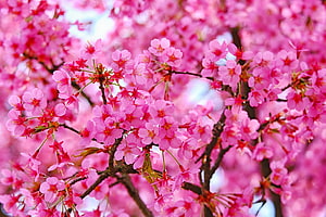 Vibrant Pink Cherry Blossoms in Full Spring Bloom on Dark Branches HD wallpaper