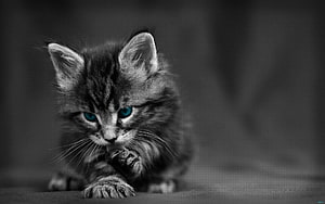Black and White Tabby Kitten with Striking Blue Eyes HD wallpaper