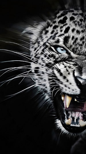 Fierce Leopard Close-Up with Blue Eye and Bared Fangs on Black Background HD phone wallpaper