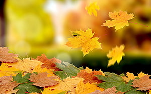 Vibrant Autumn Maple Leaves Falling Against a Soft Golden Background HD wallpaper