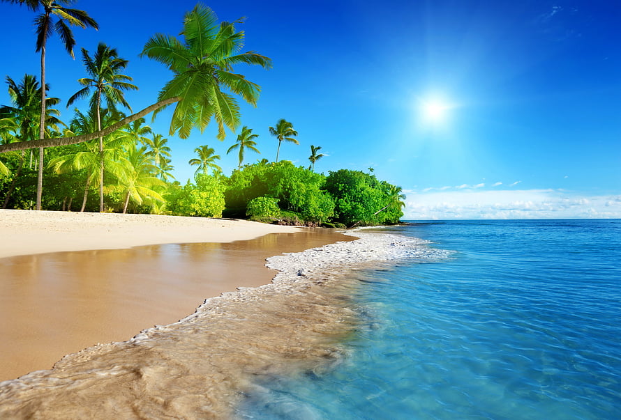 Sunny Tropical Beach with Palm Trees and Calm Turquoise Waters HD wallpaper