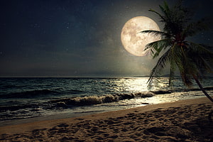 Full Moon Over Tropical Beach With Palm Tree Silhouette And Starry Night Sky HD wallpaper