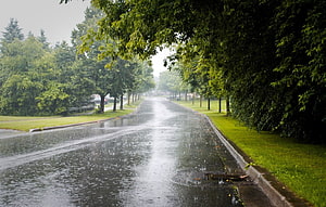 Rainy Day on a Tree-Lined City Road During Monsoon Season HD wallpaper