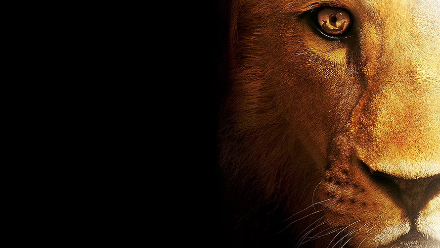 Dramatic Close-Up of a Lion's Eye and Snout Against a Black Background HD wallpaper