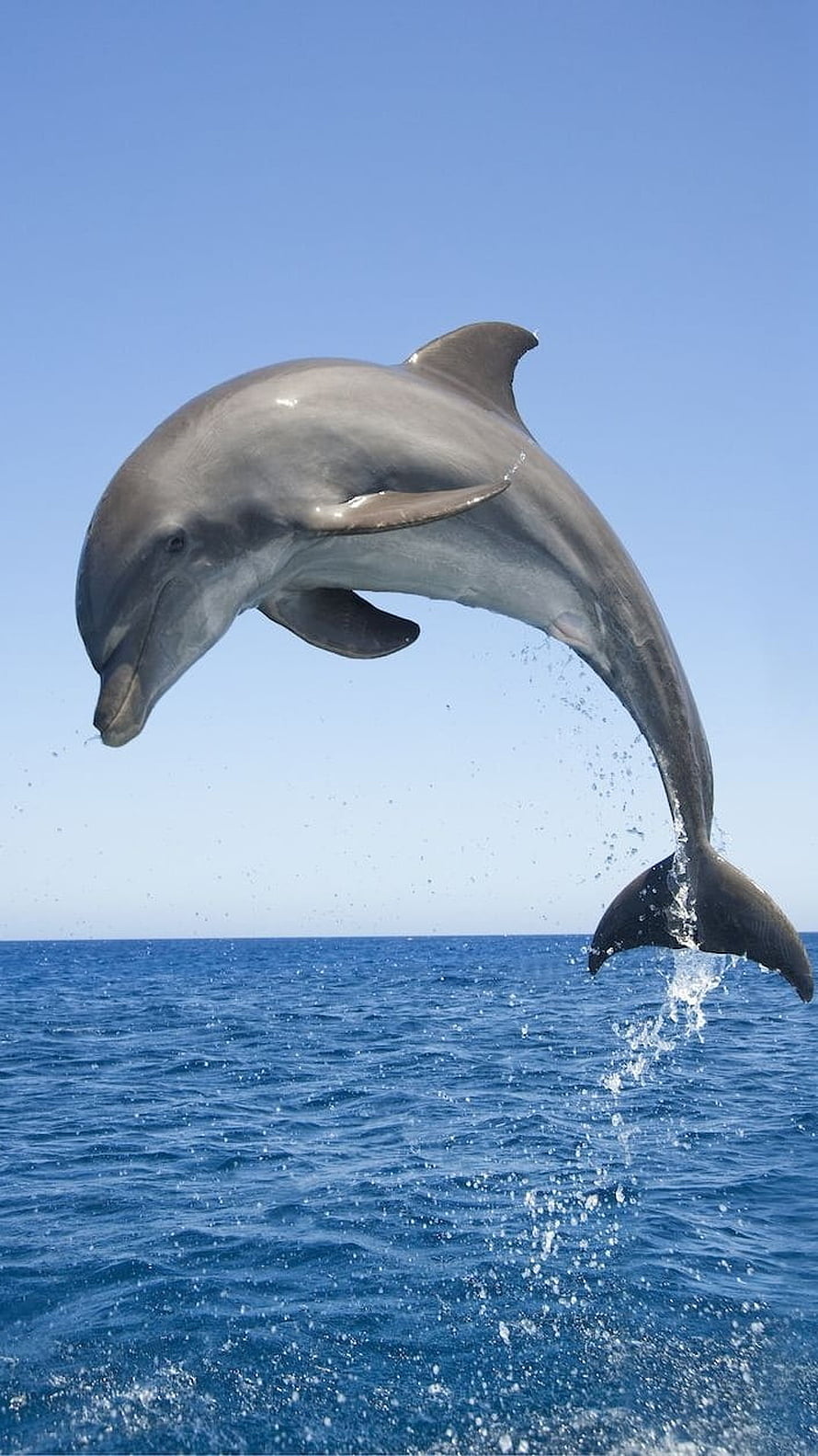 Bottlenose Dolphin Breaching Above Deep Blue Ocean Waters HD phone wallpaper