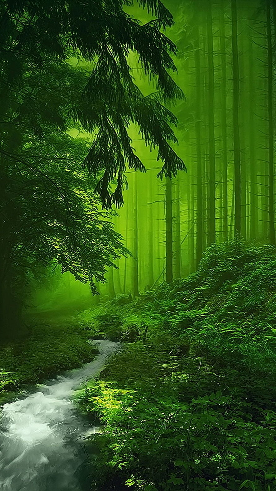 Misty Green Forest Stream with Tall Trees and Lush Undergrowth HD phone wallpaper