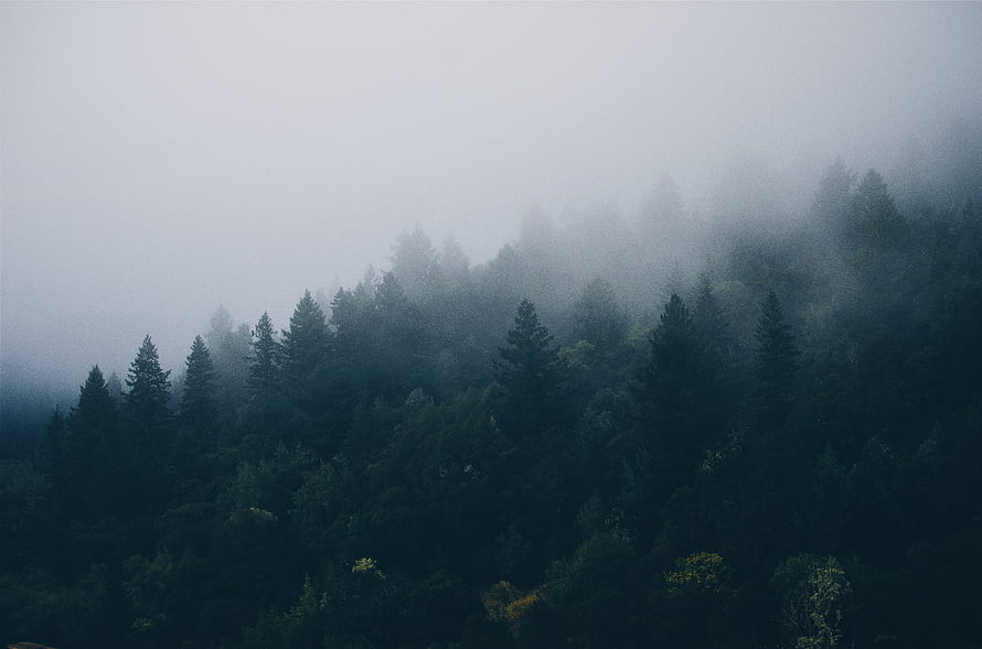 Misty Evergreen Forest Landscape with Dense Fog Rolling Over Pine Trees HD wallpaper