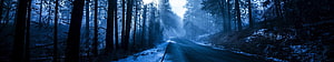 Misty Pine Forest Road at Dusk with Snow and Sunbeams HD wallpaper
