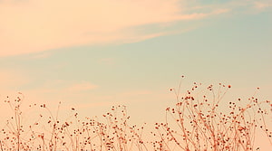Pastel Skyline With Delicate Wildflower Stems At Golden Hour HD wallpaper
