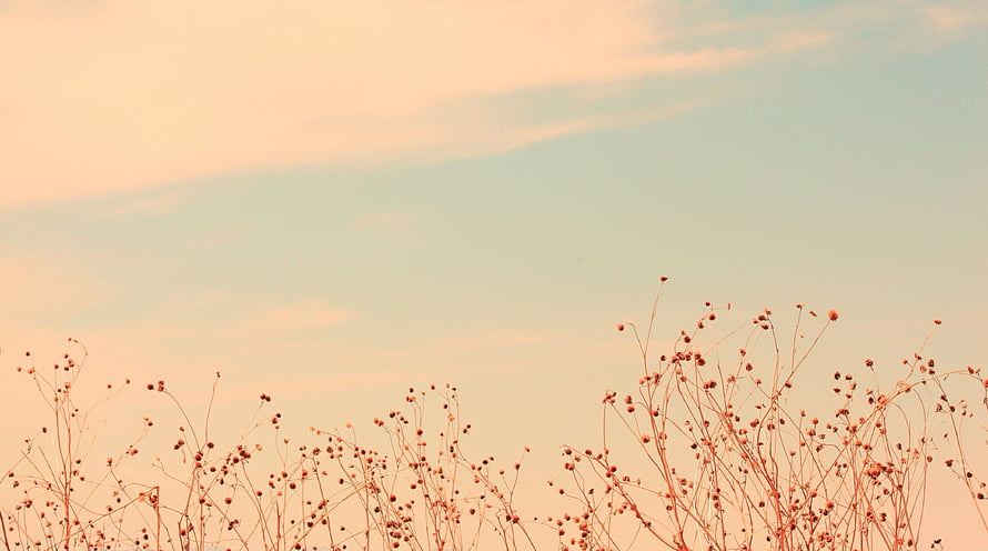 Pastel Skyline With Delicate Wildflower Stems At Golden Hour HD wallpaper