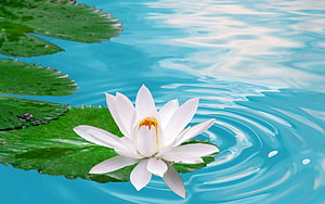 White Lotus Flower Blooming on Green Lily Pads in Turquoise Pond Water HD wallpaper