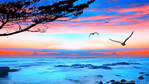 Vibrant Ocean Sunset with Seagulls and Silhouetted Tree Branches HD wallpaper