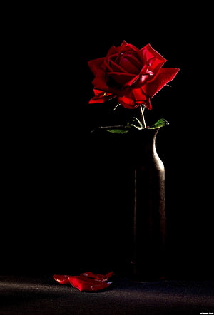 Dramatic Red Rose in Dark Vase with Fallen Petals on Black Background HD phone wallpaper