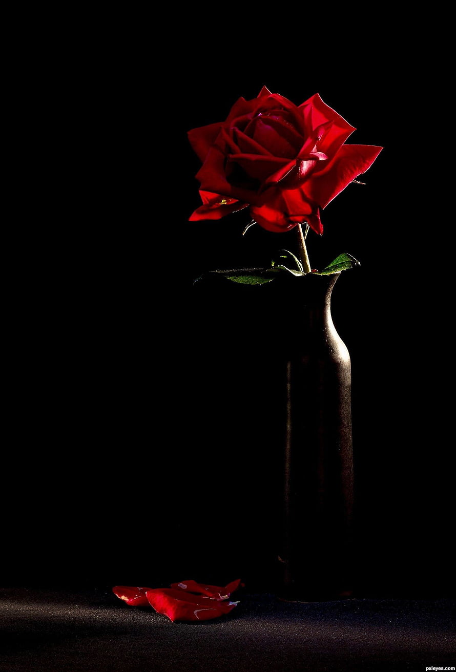 Dramatic Red Rose in Dark Vase with Fallen Petals on Black Background HD phone wallpaper