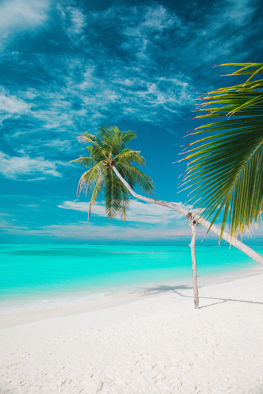 Tropical Paradise Beach With Leaning Coconut Palm And Turquoise Ocean Water HD phone wallpaper