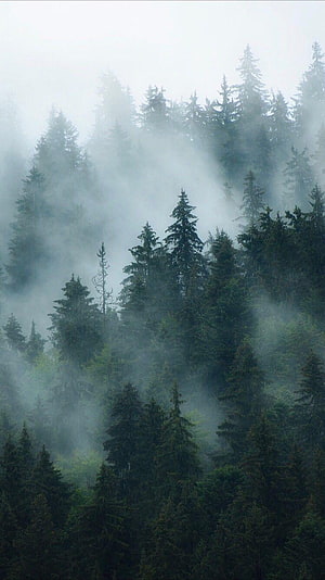 Dark Foggy Forest with Misty Evergreen Trees and Moody Atmosphere HD phone wallpaper