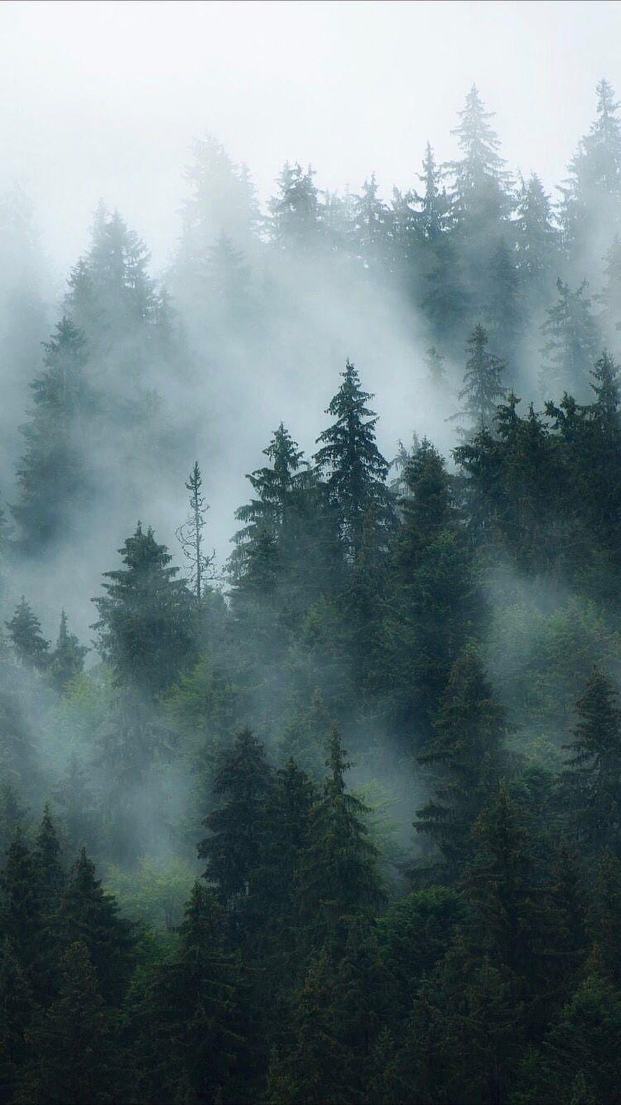 Dark Foggy Forest with Misty Evergreen Trees and Moody Atmosphere HD phone wallpaper