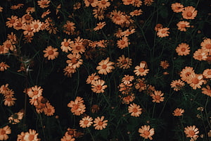 Dark moody chamomile flowers in full bloom with deep green foliage and warm peach petals HD wallpaper