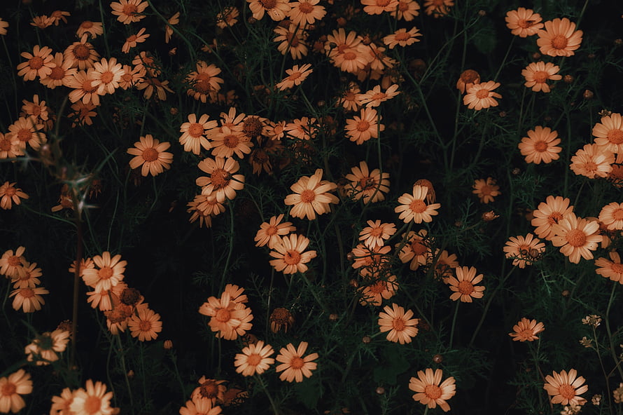 Dark moody chamomile flowers in full bloom with deep green foliage and warm peach petals HD wallpaper