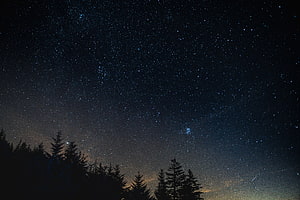 Starry Night Sky Over Silhouetted Pine Trees in a Dark Forest Landscape HD wallpaper