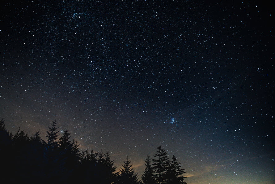 Starry Night Sky Over Silhouetted Pine Trees in a Dark Forest Landscape HD wallpaper