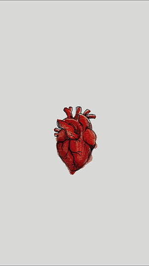 Anatomical Human Heart Illustration in Red Ink on Minimalist Gray Background HD phone wallpaper