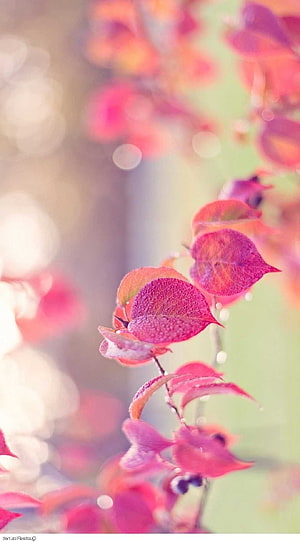 Vibrant Pink Leaves With Dew Drops In Soft Focus HD phone wallpaper