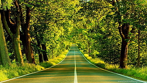 Sunlit Country Road Winding Through a Lush Green Forest Canopy HD wallpaper
