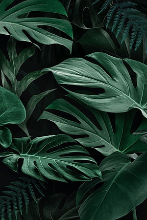 Dark Monstera Deliciosa Tropical Leaf Pattern with Deep Green Ferns and Dramatic Shadowed Botanical Texture HD phone wallpaper