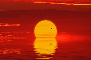 Vivid Crimson Sunset Over Calm Ocean With Silhouetted Bird in Flight HD wallpaper