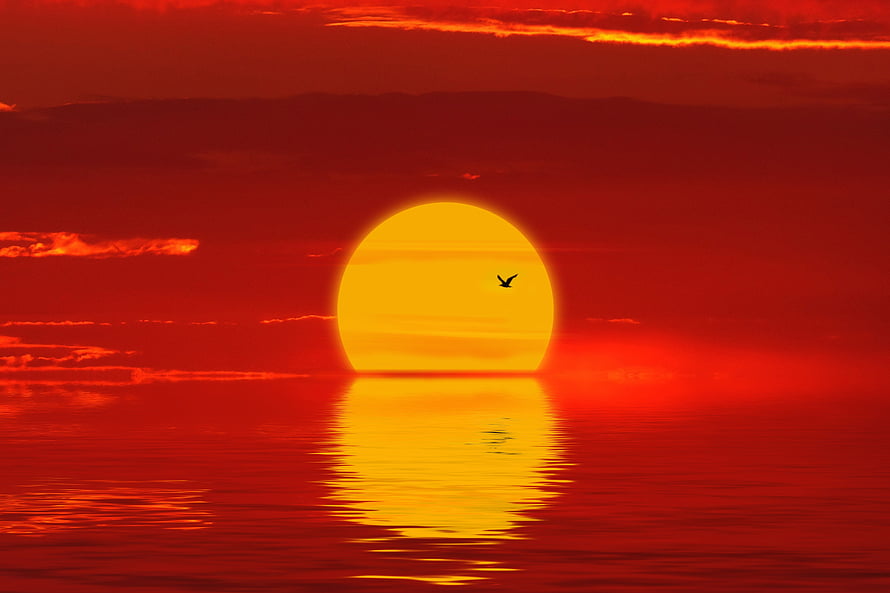 Vivid Crimson Sunset Over Calm Ocean With Silhouetted Bird in Flight HD wallpaper