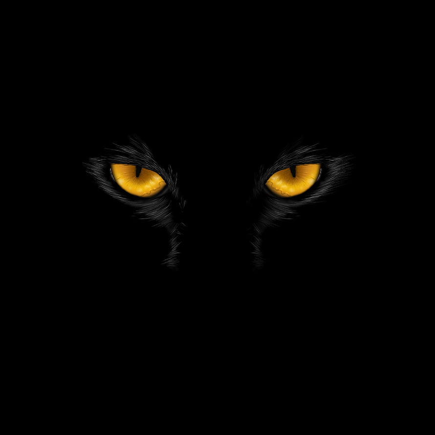Mysterious Black Cat Eyes Glowing in the Dark with Golden Irises HD phone wallpaper