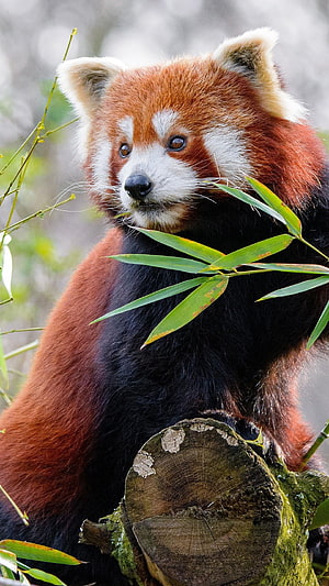Red Panda Perched on a Mossy Log Holding Fresh Green Bamboo Leaves HD phone wallpaper