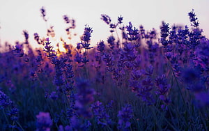 Lavender Field at Sunset with Soft Golden Light and Purple Hues HD wallpaper