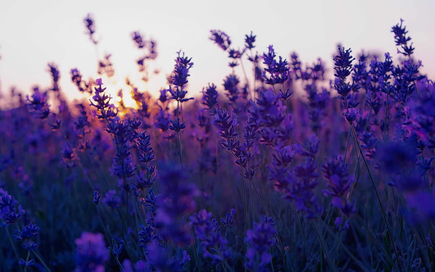 Lavender Field at Sunset with Soft Golden Light and Purple Hues HD wallpaper